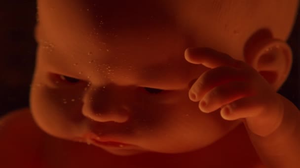 Human baby in a female womb. Embryo development during pregnancy. Imitation with a doll. — Stock Video