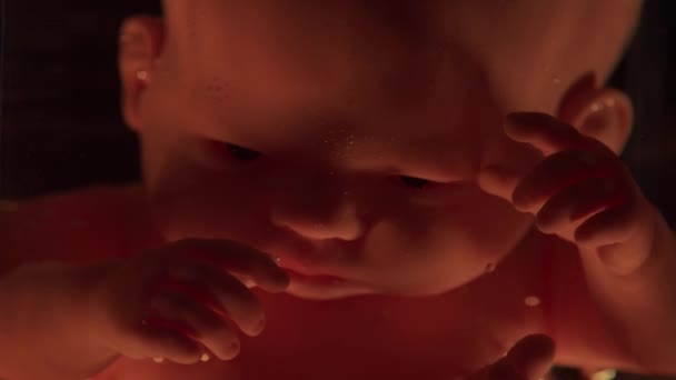 Menschliches Baby im Mutterleib. Embryonenentwicklung während der Schwangerschaft. Nachahmung mit einer Puppe. — Stockvideo