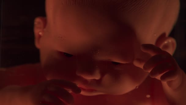 Um bebé humano num útero feminino. Desenvolvimento de embriões durante a gravidez. Imitação com uma boneca. — Vídeo de Stock
