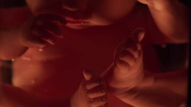 Människobebis i en kvinnlig livmoder. Embryoutveckling under graviditet. Imitation med docka. — Stockvideo