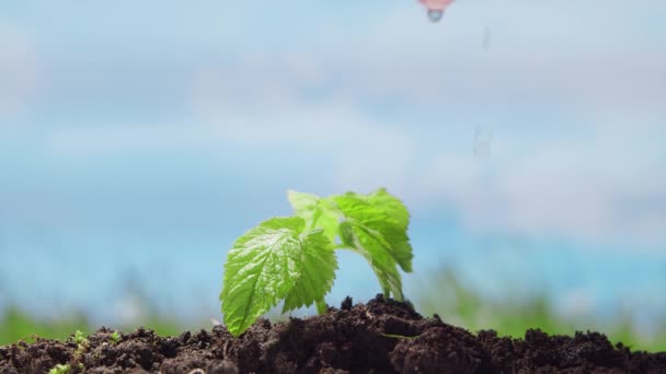 Mão humana regando a planta no fundo da natureza. O conceito de protecção do ambiente, alterações climáticas e ecologia. — Vídeo de Stock