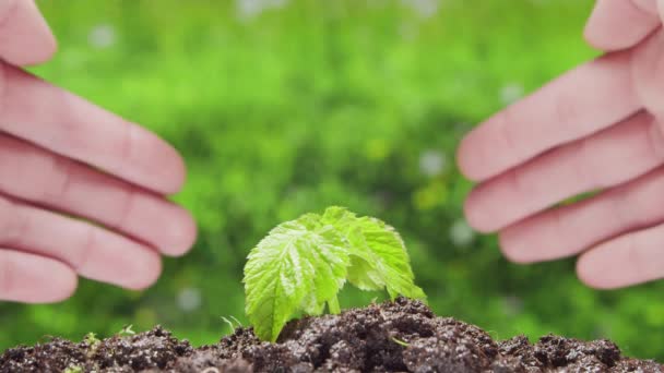 Close-up de uma pequena planta verde e mãos humanas sobre o fundo da natureza. O conceito de protecção do ambiente, alterações climáticas e ecologia. — Vídeo de Stock