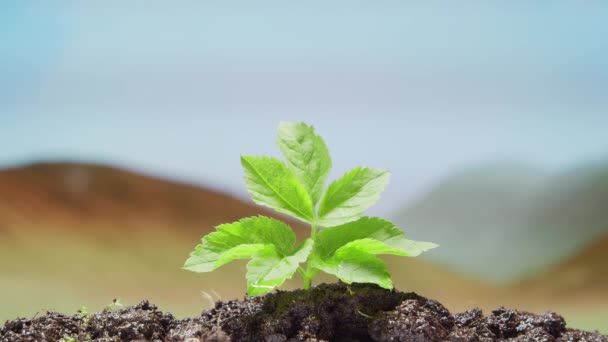 Närbild av en liten grön växt över öknen bakgrund. Begreppet miljöskydd, klimatförändringar och ekologi. — Stockvideo