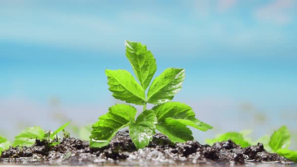Närbild av en liten grön planta under regnet. Begreppet miljöskydd, klimatförändringar och ekologi. — Stockvideo