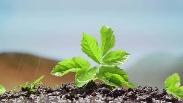 Close-up de uma pequena planta verde sob a chuva. O conceito de protecção do ambiente, alterações climáticas e ecologia. — Vídeo de Stock