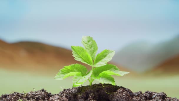 Close-up de uma pequena planta verde sobre o fundo do deserto. O conceito de protecção do ambiente, alterações climáticas e ecologia. — Vídeo de Stock