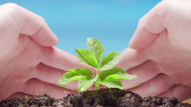 Primo piano di una piccola pianta verde e mani umane sullo sfondo della natura. Il concetto di protezione ambientale, cambiamento climatico ed ecologia. — Video Stock