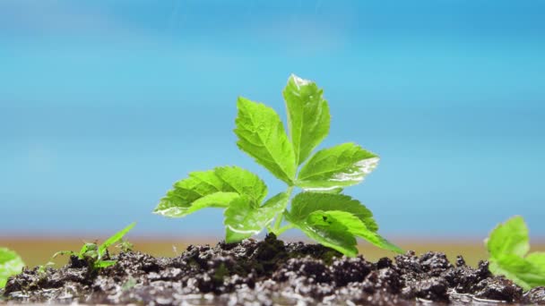 Närbild av en liten grön planta under regnet. Begreppet miljöskydd, klimatförändringar och ekologi. — Stockvideo