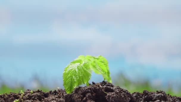 Крупним планом маленька зелена рослина над тлом природи. Концепція охорони навколишнього середовища, зміни клімату та екології . — стокове відео