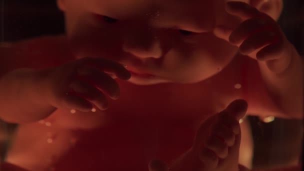 Человеческий ребенок в женской утробе. Развитие эмбриона во время беременности. Имитация с куклой. — стоковое видео