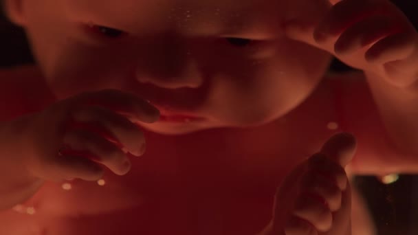 Menselijke baby in een vrouwelijke baarmoeder. Embryo ontwikkeling tijdens de zwangerschap. Imitatie met een pop. — Stockvideo