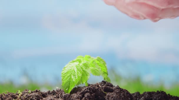 Mänsklig hand vattna anläggningen på naturen bakgrund. Begreppet miljöskydd, klimatförändringar och ekologi. — Stockvideo