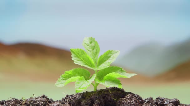 Närbild av en liten grön växt över öknen bakgrund. Begreppet miljöskydd, klimatförändringar och ekologi. — Stockvideo