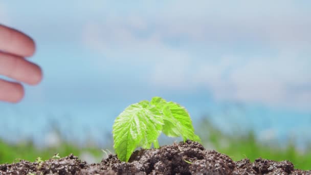 Close-up de uma pequena planta verde e mãos humanas sobre o fundo da natureza. O conceito de protecção do ambiente, alterações climáticas e ecologia. — Vídeo de Stock