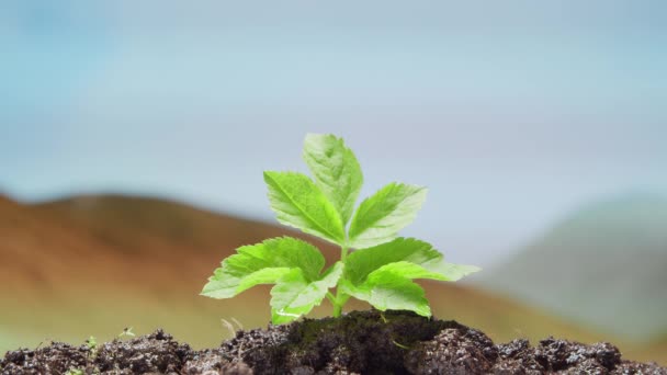 Närbild av en liten grön växt över öknen bakgrund. Begreppet miljöskydd, klimatförändringar och ekologi. — Stockvideo