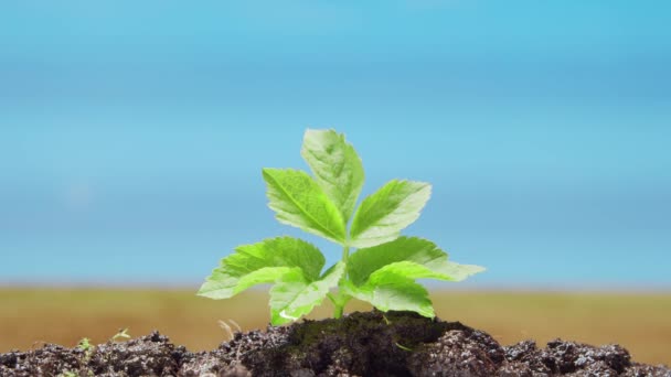 Närbild av en liten grön växt över naturen bakgrund. Begreppet miljöskydd, klimatförändringar och ekologi. — Stockvideo