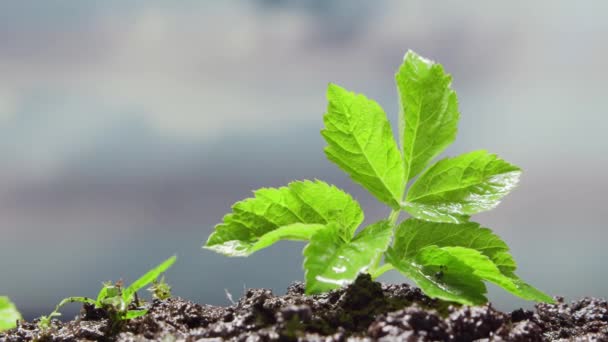 Close-up van een kleine groene plant onder de regen. Het begrip milieubescherming, klimaatverandering en ecologie. — Stockvideo
