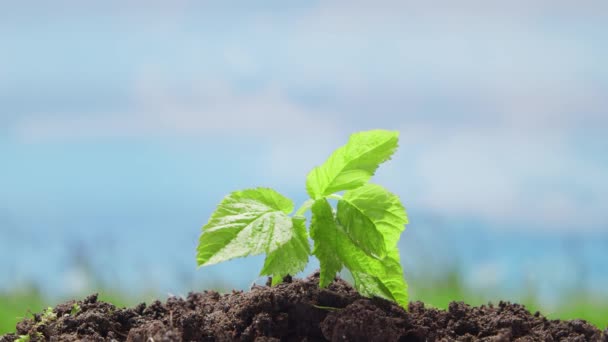 Zbliżenie małej zielonej rośliny na tle natury. Koncepcja ochrony środowiska, zmiany klimatu i ekologii. — Wideo stockowe