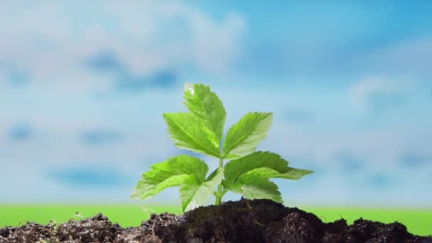 Mänsklig hand vattna anläggningen på naturen bakgrund. Begreppet miljöskydd, klimatförändringar och ekologi. — Stockvideo