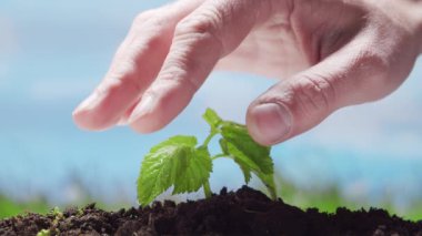 Küçük yeşil bir bitkinin yakın çekimi ve insan eli doğanın arka planında. Çevre koruma, iklim değişikliği ve ekoloji kavramı.