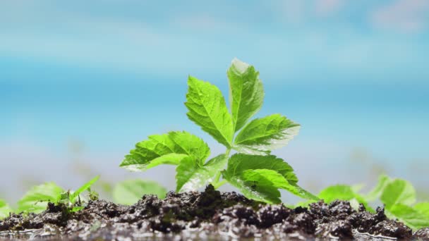 閉じる-雨の下で小さな緑の植物のアップ。環境保護、気候変動、生態学の概念. — ストック動画