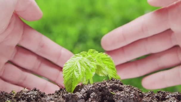 Close-up de uma pequena planta verde e mãos humanas sobre o fundo da natureza. O conceito de protecção do ambiente, alterações climáticas e ecologia. — Vídeo de Stock