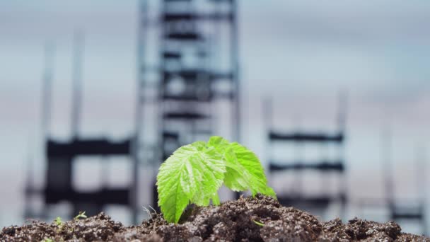 廃墟と化した黙示録的な都市の背景の上に小さな緑の植物のクローズアップ。環境保護、気候変動、生態学の概念. — ストック動画