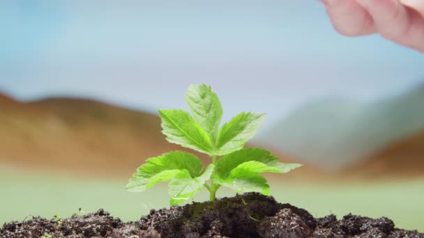 Nahaufnahme einer kleinen grünen Pflanze über dem Wüstenhintergrund. Das Konzept von Umweltschutz, Klimawandel und Ökologie. — Stockvideo