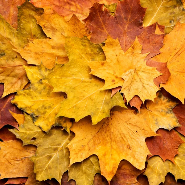 Autumn maple leaves on ancient texture. Falling leaves natural background. Seasonal background. — Stock Photo, Image