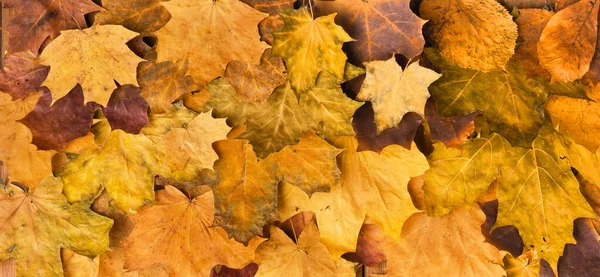 Hojas de arce de otoño en textura antigua. La caída deja un fondo natural. Fondo estacional. — Foto de Stock
