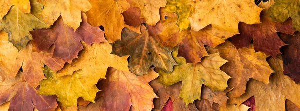 秋のカエデは古代の質感に残します。落下は自然の背景を残します。季節的背景. — ストック写真