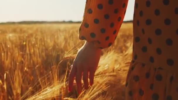Piękna młoda kobieta idzie przez pole i dotyka żyta dłonią. Dziewczyna w promieniach zachodzącego słońca. Wolność i szczęście. — Wideo stockowe