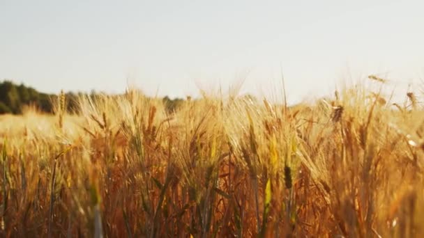 Nahaufnahme eines schönen Feldes in den Strahlen des Sonnenuntergangs. Landschaft auf dem Land. Umwelt und Ökologen. — Stockvideo