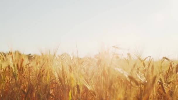 Nahaufnahme eines schönen Feldes in den Strahlen des Sonnenuntergangs. Landschaft auf dem Land. Umwelt und Ökologen. — Stockvideo