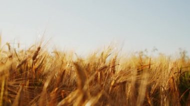 Gün batımında güzel bir tarlaya yakın çekim. Kırsal alan. Çevre ve ekologlar.