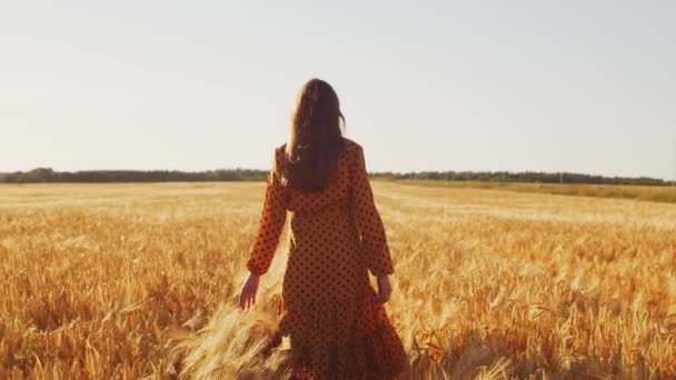 Όμορφη νεαρή γυναίκα περπατάει στο χωράφι και αγγίζει σίκαλη με το χέρι της. Κορίτσι στις ακτίνες του ηλιοβασιλέματος. Ελευθερία και ευτυχία. — Αρχείο Βίντεο
