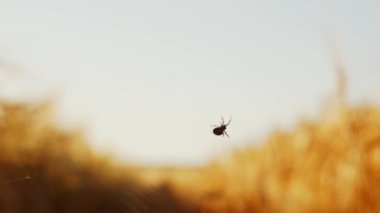 Kırsalda ağlarını ören bir örümceğin yakın plan fotoğrafı. Gün batımında örümcek ağı.