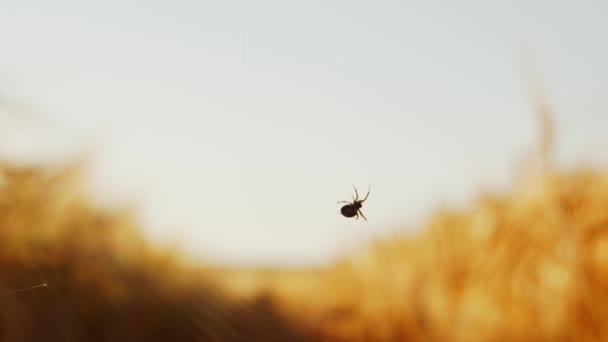 Imagem de perto de uma aranha a tecer as suas teias no campo. Cobweb nos raios do pôr do sol. — Vídeo de Stock