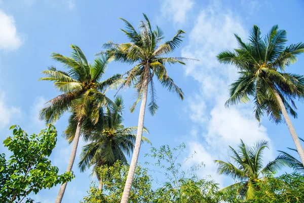 Beautiful palm trees — Stock Photo, Image