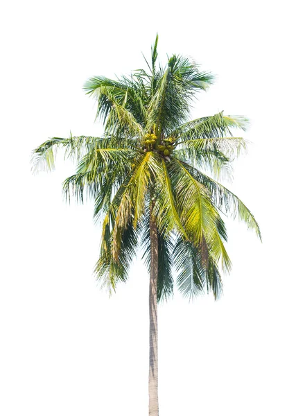 Tropisk palm — Stockfoto