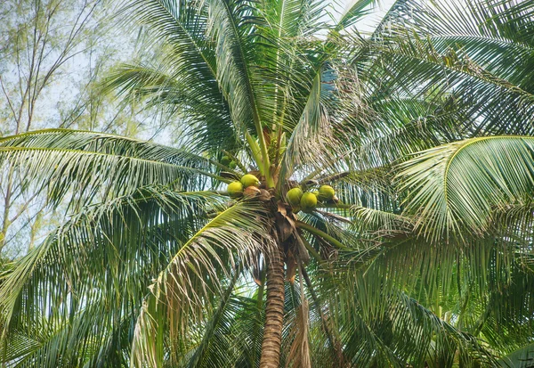 Palmy s kokosy Royalty Free Stock Obrázky