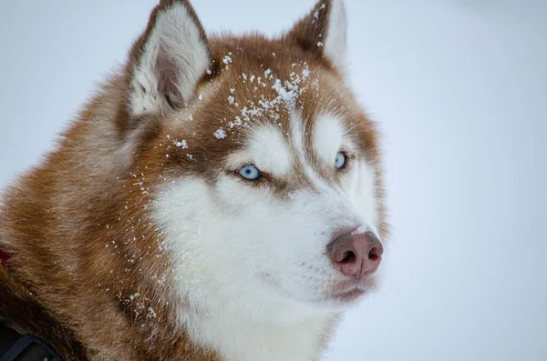 Munstycke Rödhårig Husky Närbild — Stockfoto