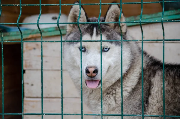 Dog Husky Cage — Stock Photo, Image