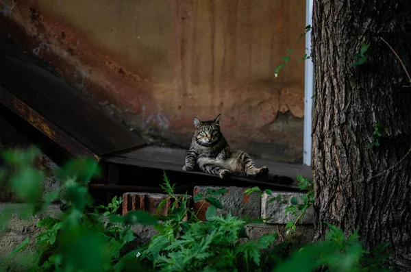 Street Cat Sitting Looking Forward — Stock Photo, Image