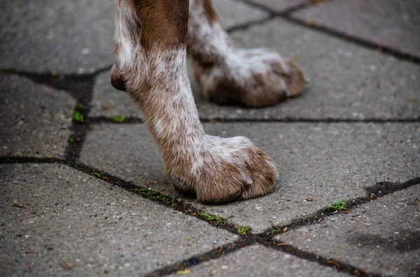 Hundepfoten Auf Pflastersteinen — Stockfoto