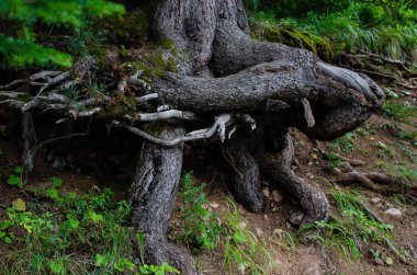 Bir uçuruma saplanmış çam kökleri.