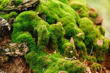 Doğa arka plan. Moss yakın bakış. 