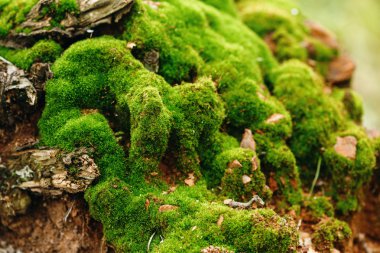 Nature Background. Moss Close Up View.  clipart