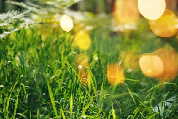 Nature Background with Bokeh Lights — Stock Photo, Image