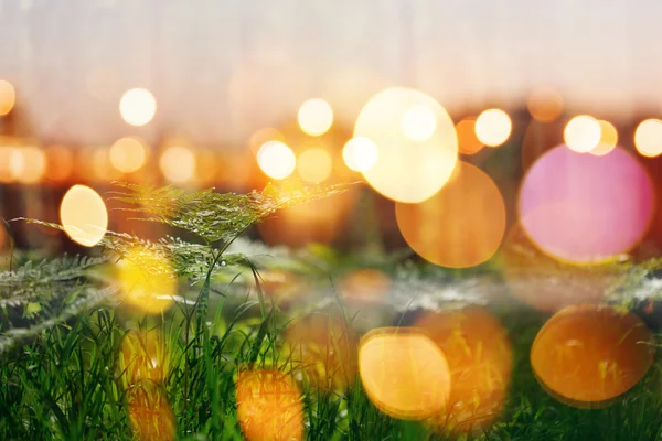 Natur bakgrund med Bokeh lampor — Stockfoto